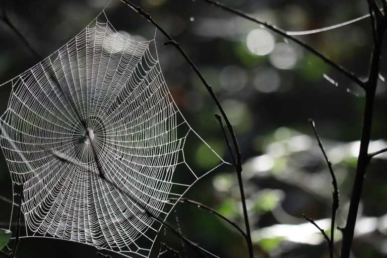Az Agentic Web: Új szabványok a digitális világban